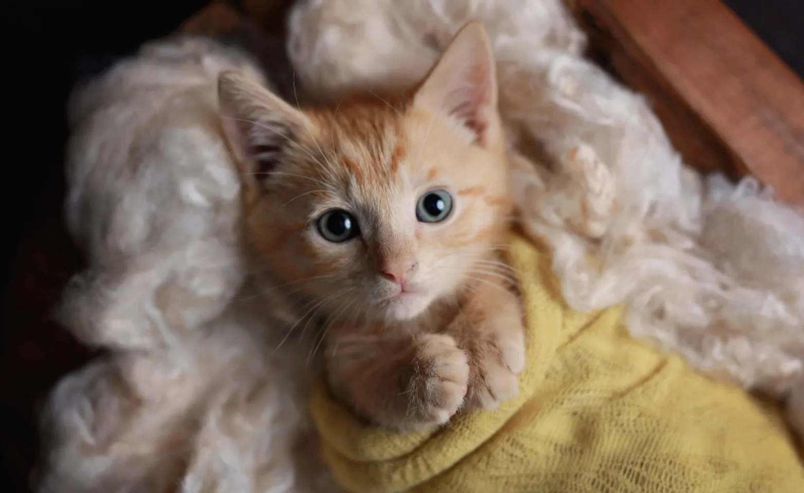 Kitten in blanket at Ferry Farm Animal Clinic